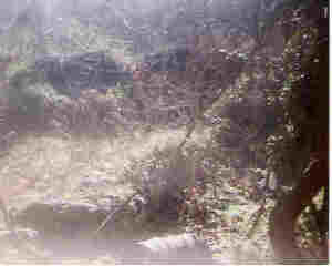 Mill foundation runs