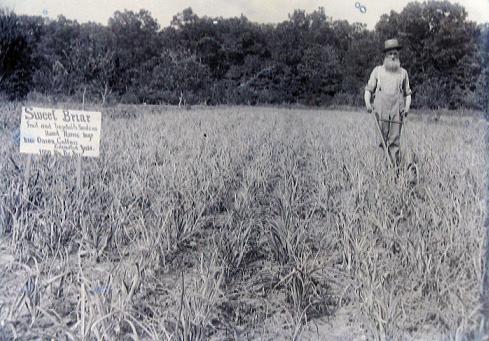 The vegetable gardens at Sweet Briar Institute.  Sign reads: David Harris, Mgr., New Onion Culture, est. yield 1000 bushels per acre.